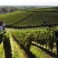 Station météo pro pour viticulteurs